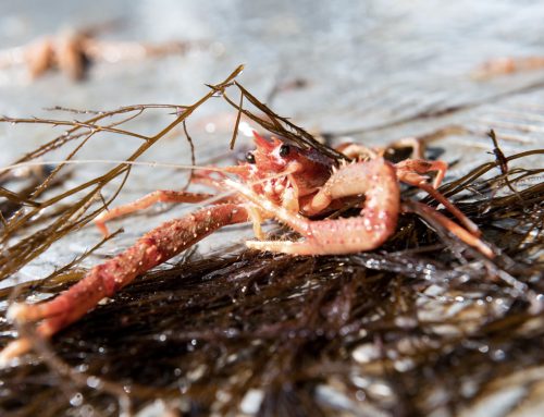 Post-catch Survivability of Discarded Norway Lobsters